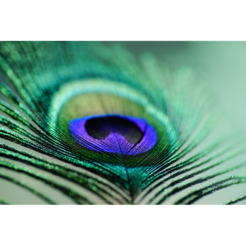 " Peacock Feather ", 30" W x 20" H