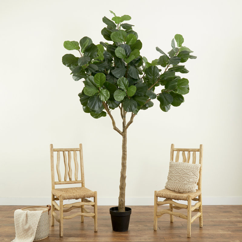 Plante de 120 po