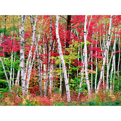 Forêt d'automne du New Hampshire par Bruce Heinemann - photographie