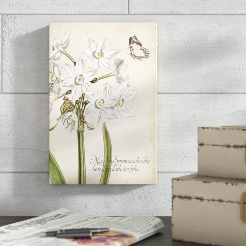 «Narcissus Botanique I», impression sur toile, H 12 po x l 8 po