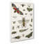 Various Insects by Oliver Goldsmith - Wrapped Canvas-55370077