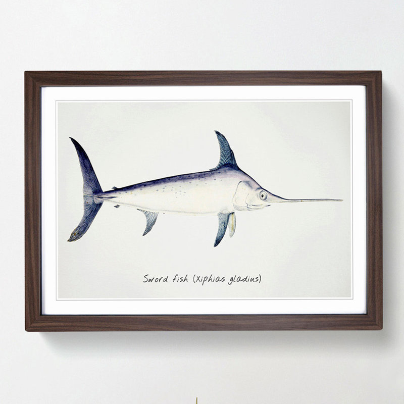 Illustration of a Swordfish by F.E. Clarke - Picture Frame Graphic Art Print, 48cm H x 65cm W x 2cm D, Walnut Framed