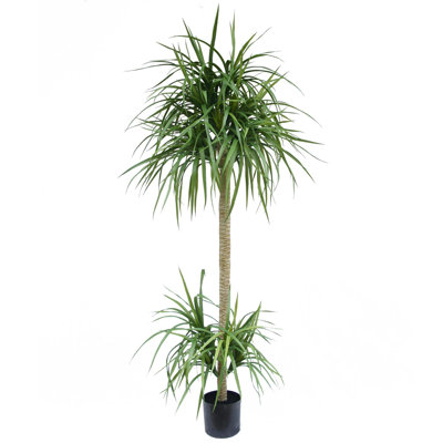 Annistyn Faux Dracaena Tree in Pot