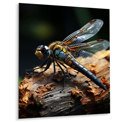 " Brown Dragonfly Portrait Vibrant "