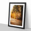 Sunlight Through the Forest - Framed Print-55614011-55614017