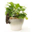 Cintre Tiger Pot Buddy