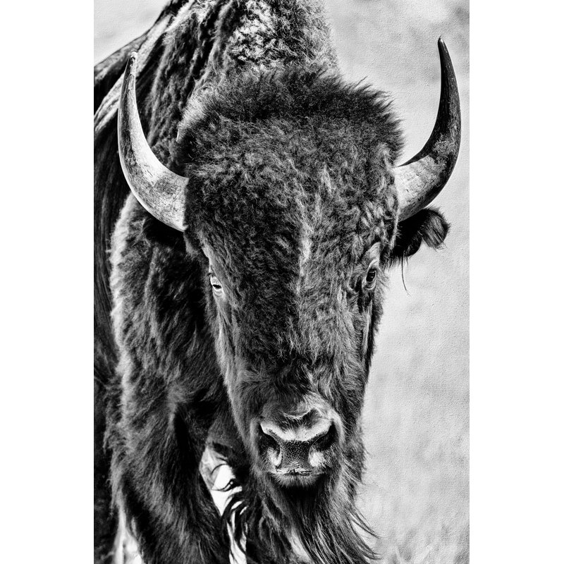 Buffalo Portrait - impression, H 30 po x l 20 po, Non, Cadre flottant doré