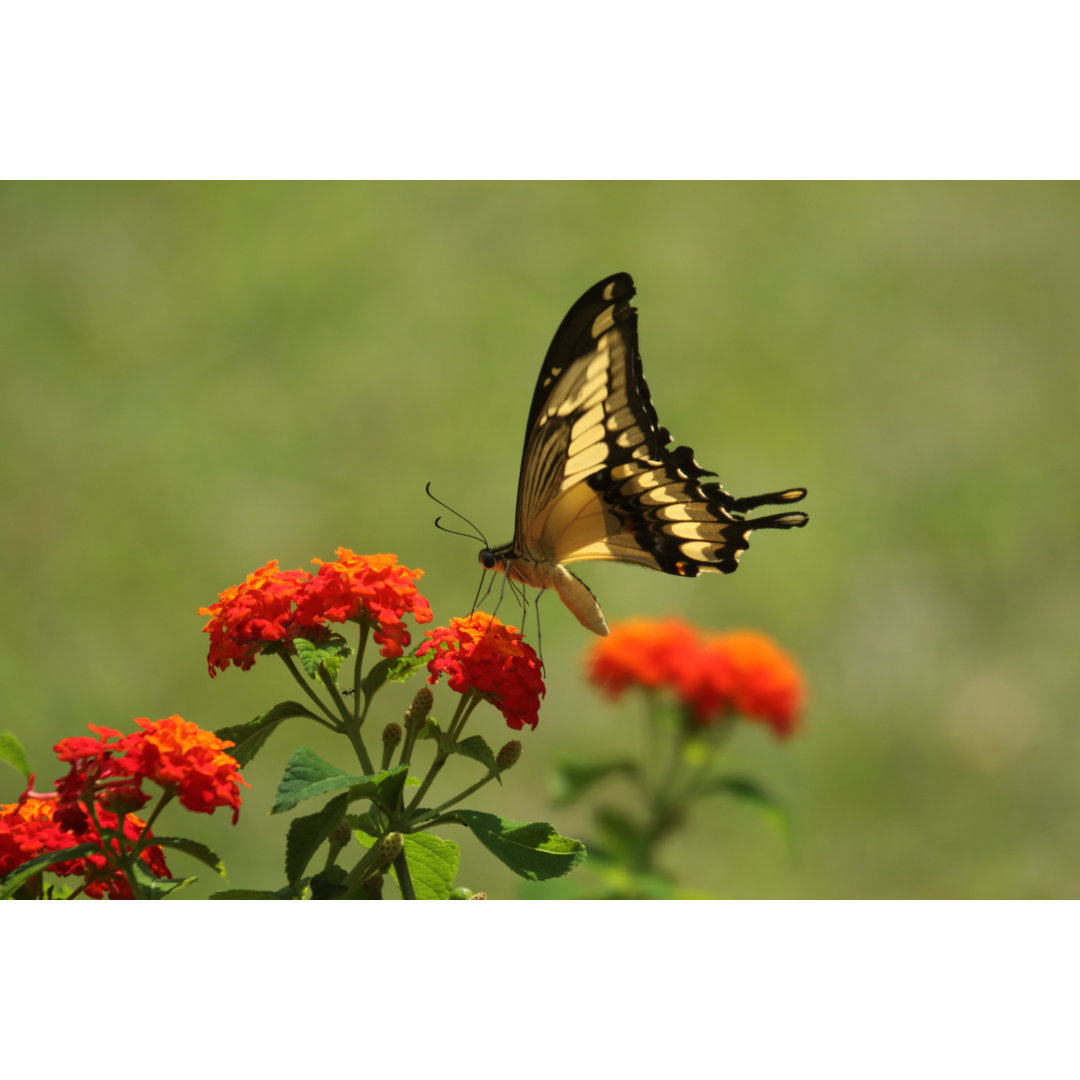 Schmetterling auf Blume von Steeric - Foto ohne Rahmen auf Leinwand