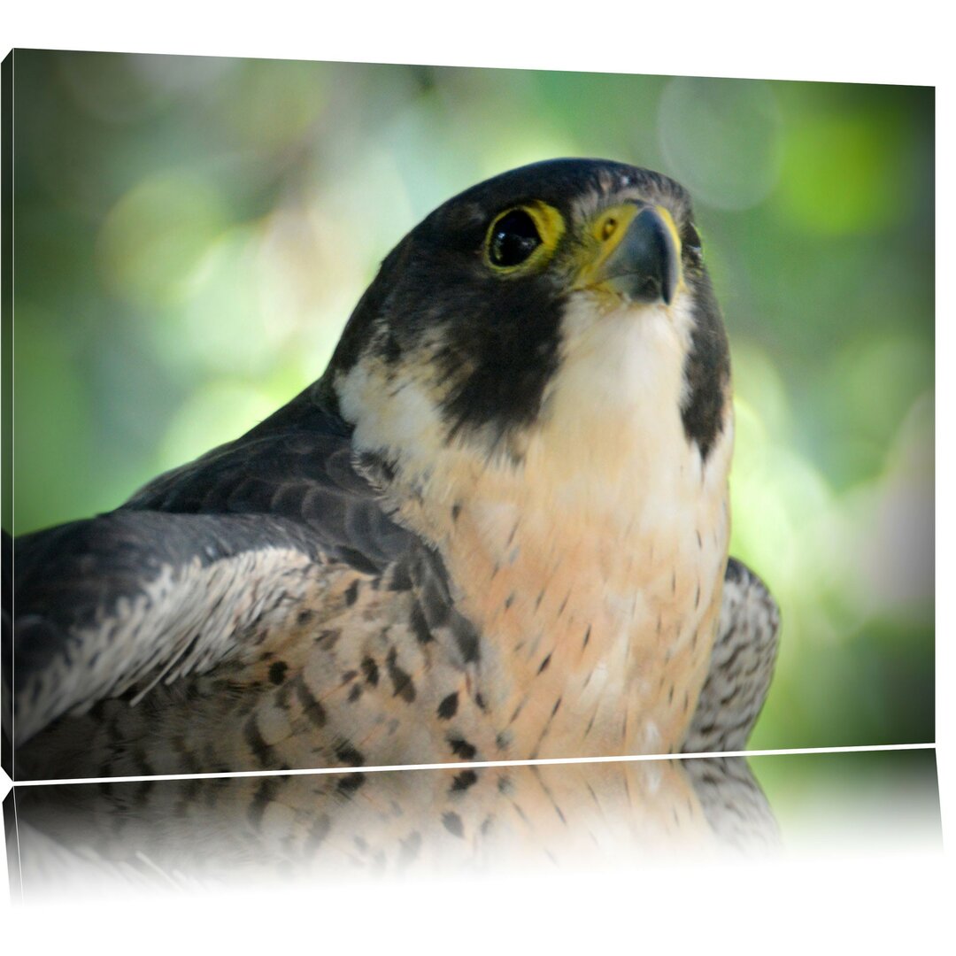 Leinwandbild Schöner grauer Adler