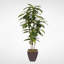 Real Touch Faux Dracaena Tree in Metal Planter