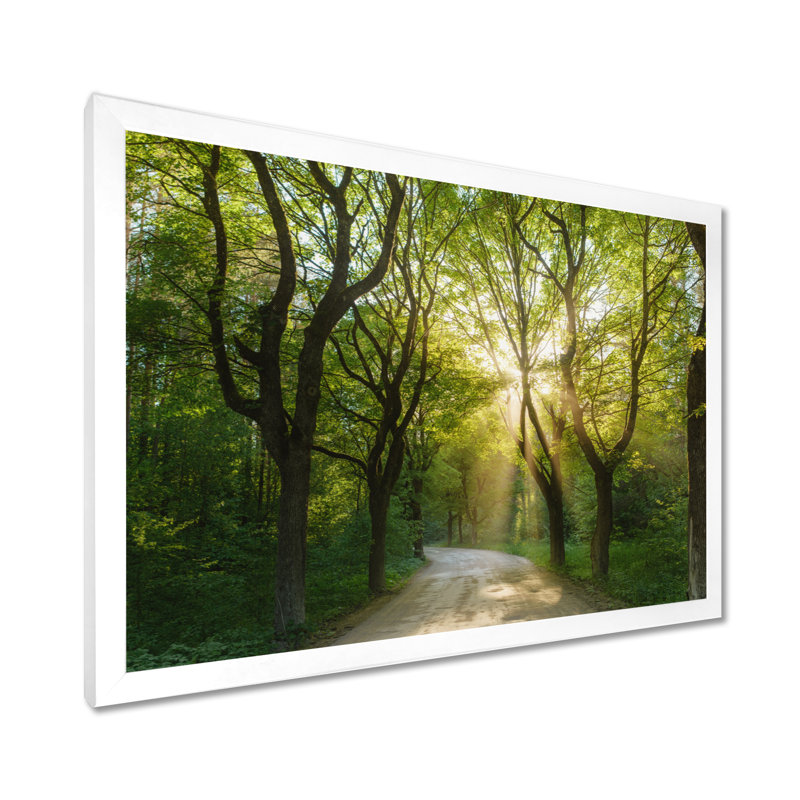 Soirée dans la forêt verte - photographie, H 16 po x l 32 po, Cadre photo blanc