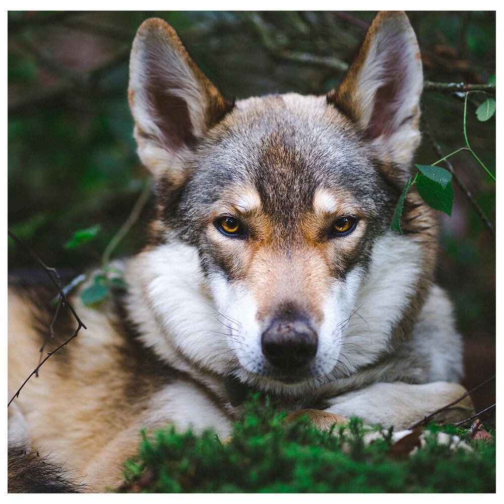 Gerahmter Fotodruck Wolfsauge