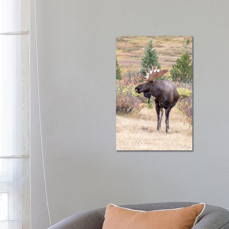 USA, Colorado, Cameron Pass. Bull Moose With Antlers. by Jaynes Gallery - Wrapped Canvas Gallery-Wrapped Canvas Giclée