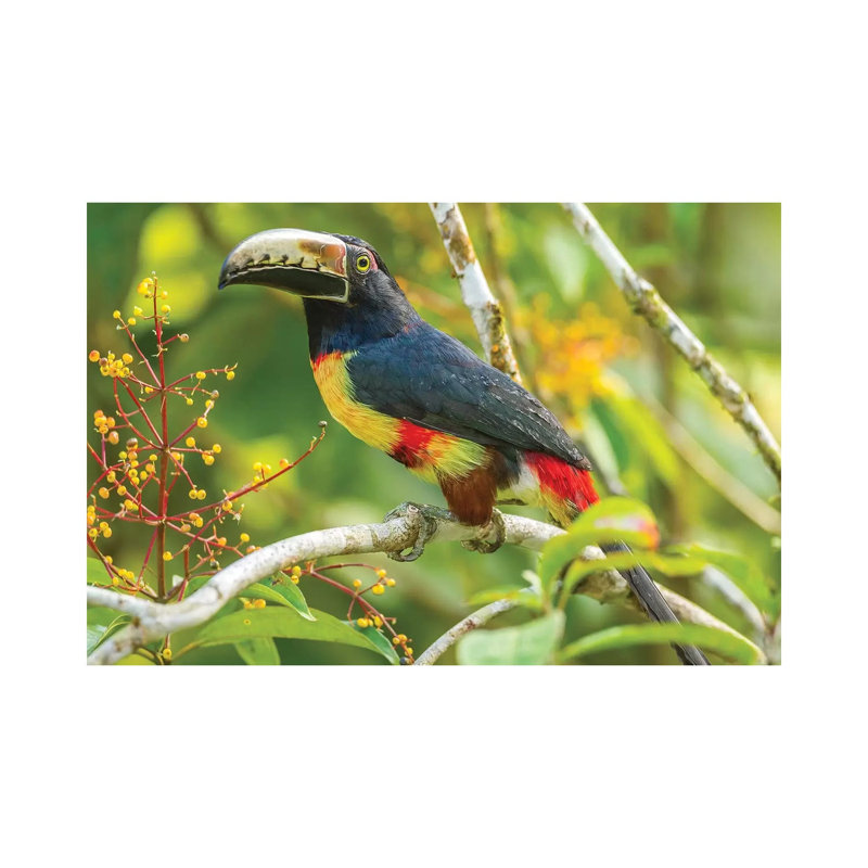 Costa Rica, La Selva Biological Station. Collared Aricari on Limb. 1 Piece Wrapped Canvas Wall Art