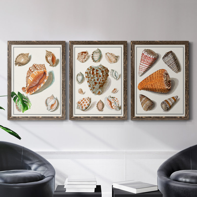 Collection de coquillages VII - ensemble de 3 reproductions d'art sur toile, Noyer, H 37,5 po x l 82,5 po x P 1,5 po
