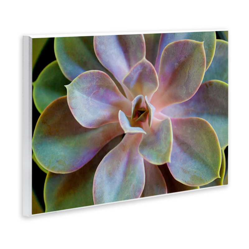 «Blooming Succulent Leaves» par Susan Bryant, H 13 po x l 19 po