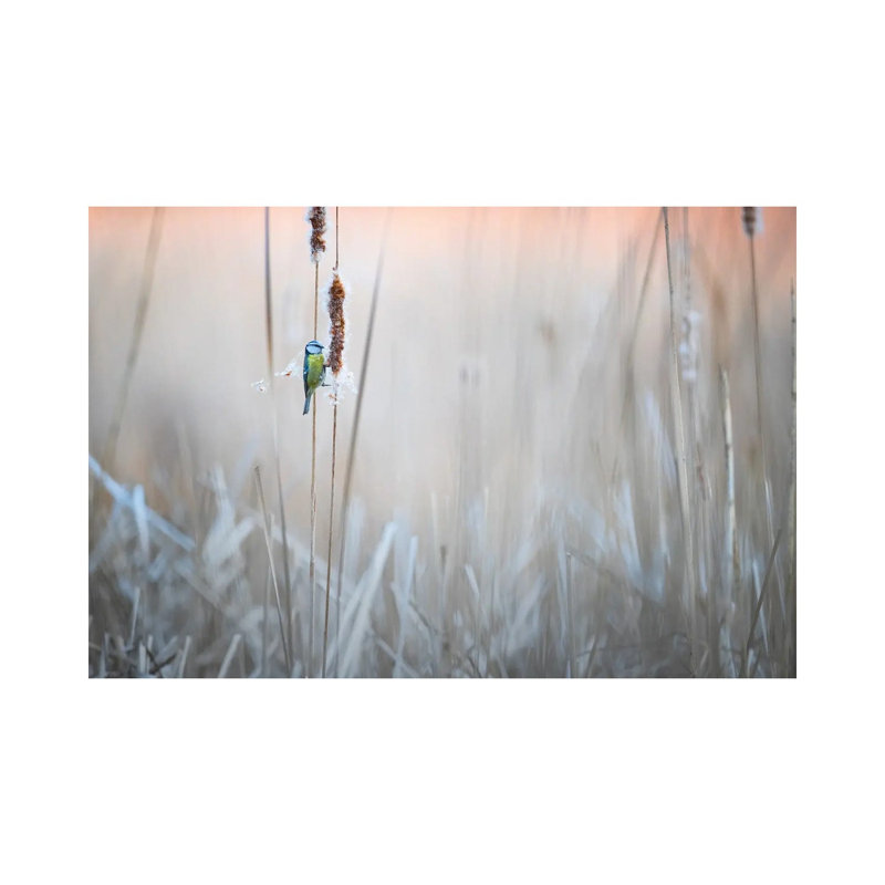 Blue Tit I by Mateusz Piesiak - Wrapped Canvas Print, 20.32cm H x 30.48cm W x 1.905cm D