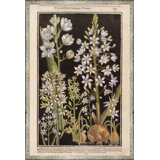 Black Background Botanicals Print by Soicher Marin Archives