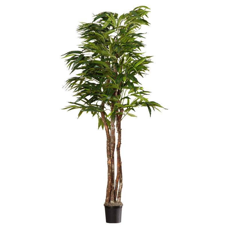 Sapin de feuillage en pot sous le bureau mango