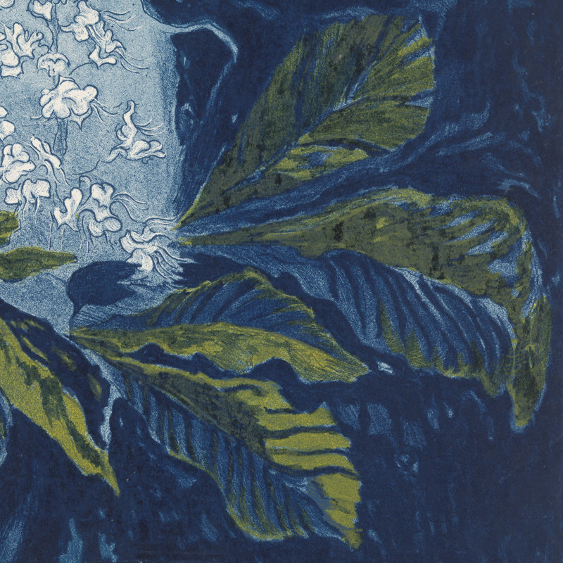 Chestnut Print by Henri Braakensiek