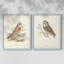 Hawk Owl - reproduction encadrée de qualité supérieure - prête à être accrochée - aucun clou requis - aucun clou requis-1047290944-1047291003