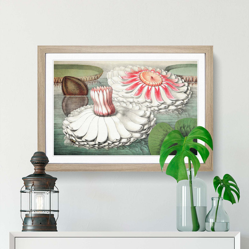 Blooming Gigantic Water Lily by William Sharp - Picture Frame Art Print, Oak Framed, 27cm H x 36cm W x 2cm D