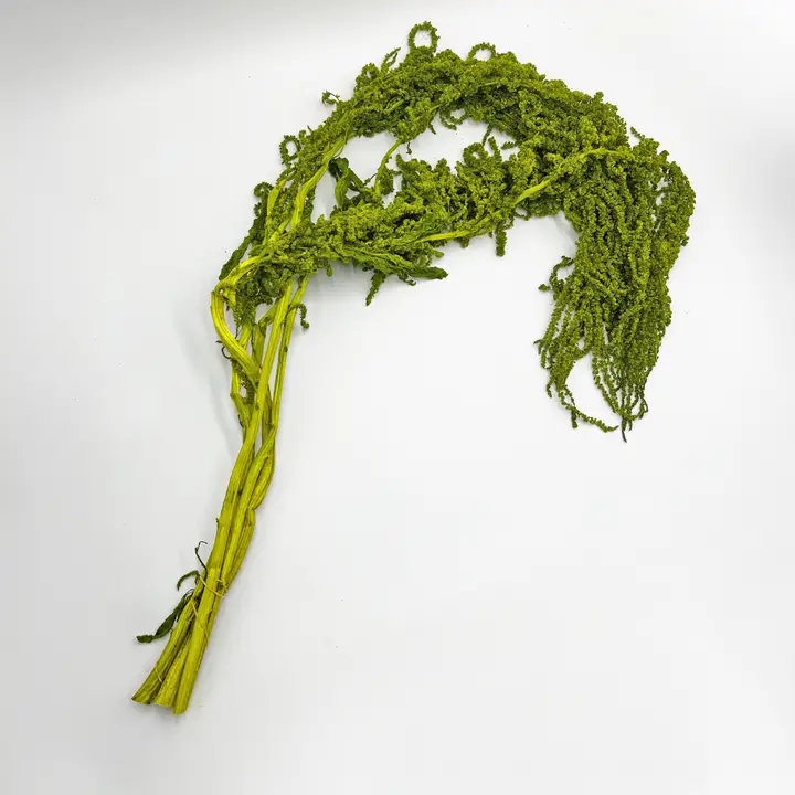 Ensemble de 4 bouquets d'amaranthe séchés 21 po blanc, Vert