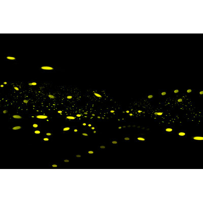 Enderlin Firefly Black Background - Wrapped Canvas Print