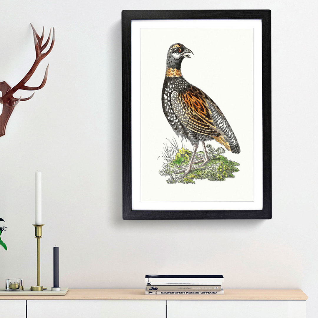 Francolin Partridge by George Shaw - Framed Print