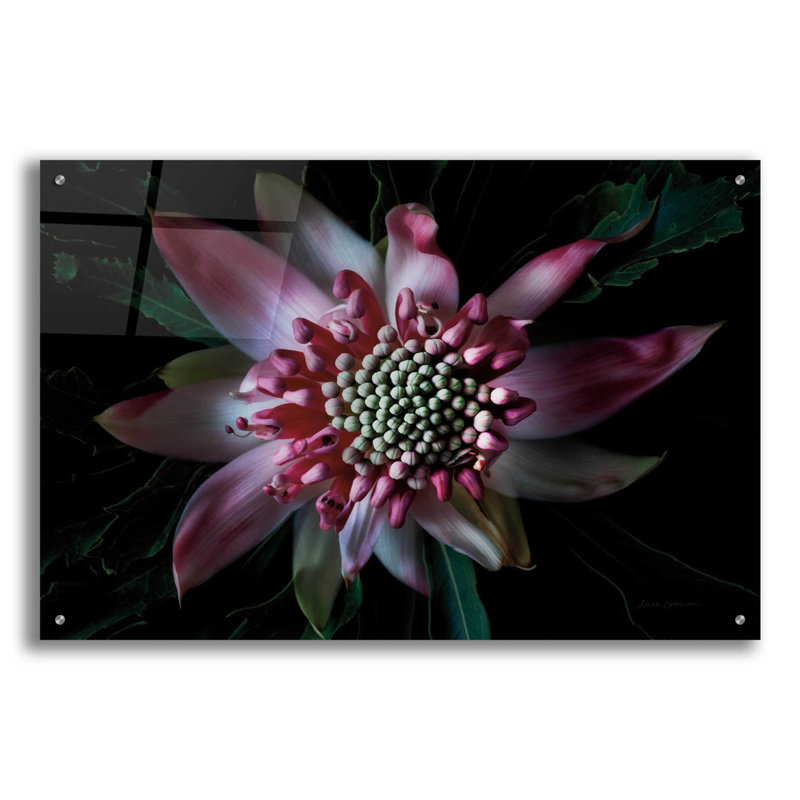 «Waratah II» par Elise Catterall, art mural en verre acrylique, H 24 po x l 36 po x P 0,2 po