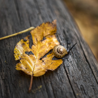 Allure d'escargot