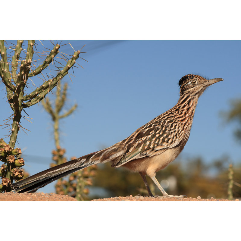 Majestic Looking Greater Road Runner - Wrapped Canvas Print, 30cm H x 46cm W x 3.8cm D