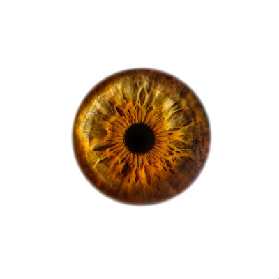 Quynn " Elena Kulikova Eye Love To See You Golden " by Elena Kulikova