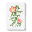 Pink Sweet Briar Rose by Pierre-Joseph Redoute - Wrapped Canvas Painting-55325659