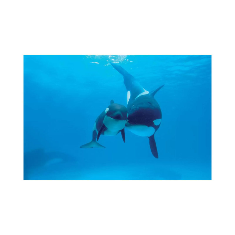 Orca Mother And Newborn Baby, Sea World, Kamogawa, Japan by Hiroya Minakuchi - Wrapped Canvas Print, 20.32 cm H x 30.48 cm W