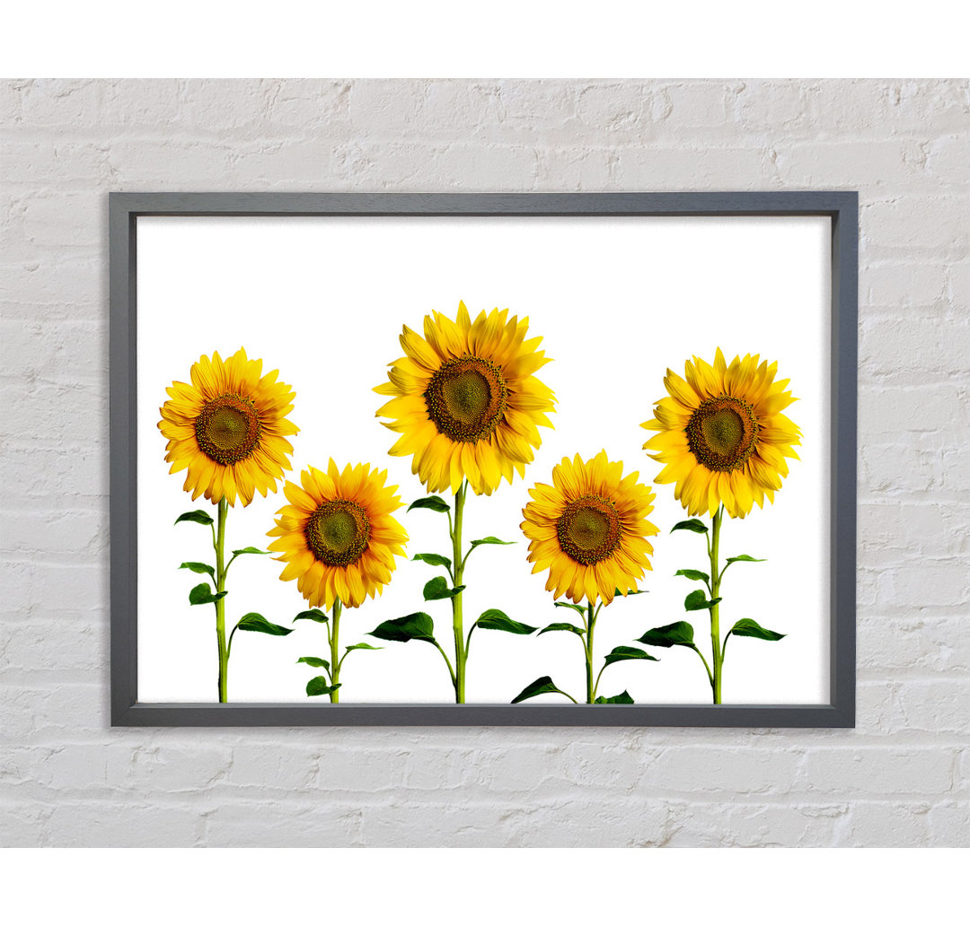 Sunflower Mayhem - Drucken