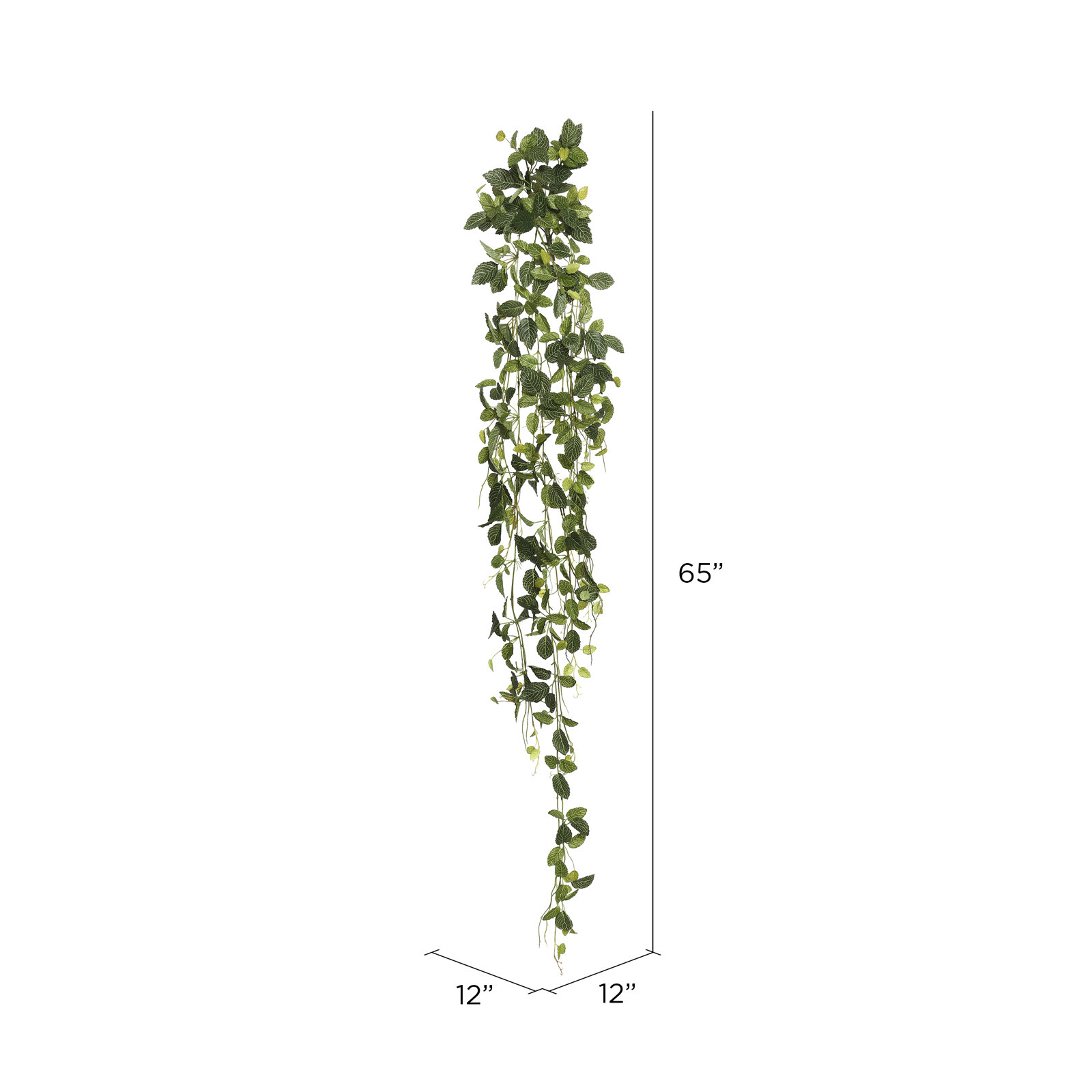 65'' Plant
