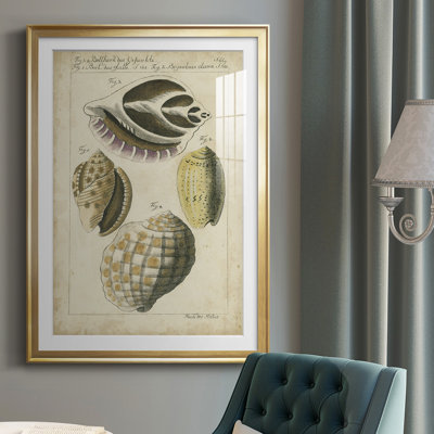 Vintage Shell Study I - Antique Nautical Study, Matted and Framed Under Acrylic Glass, Coastal Wall Art for Living Room