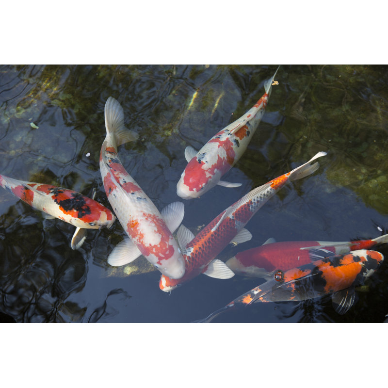 Colored Carp - Photographie sur toile tendue, H 12 po x l 18 po