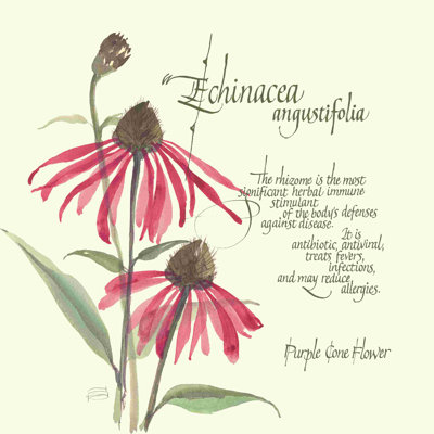 " Echinacea " by Chris Paschke