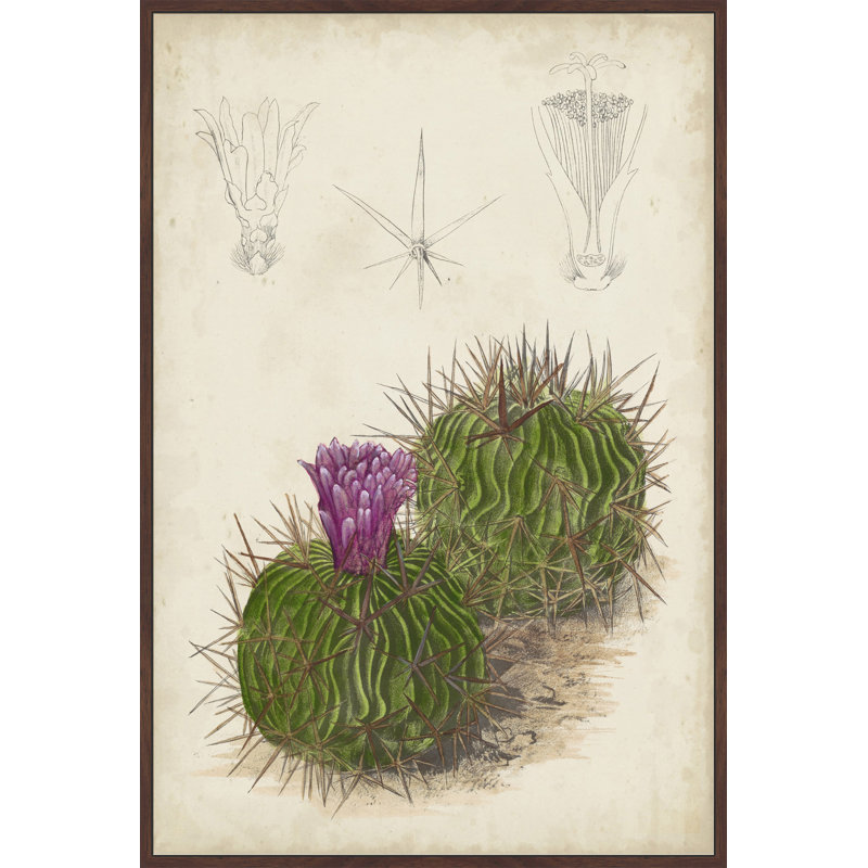 « antique cactus ii », reproduction d’art encadrée sur toile, H 18 po x l 12 po x P 1,5 po