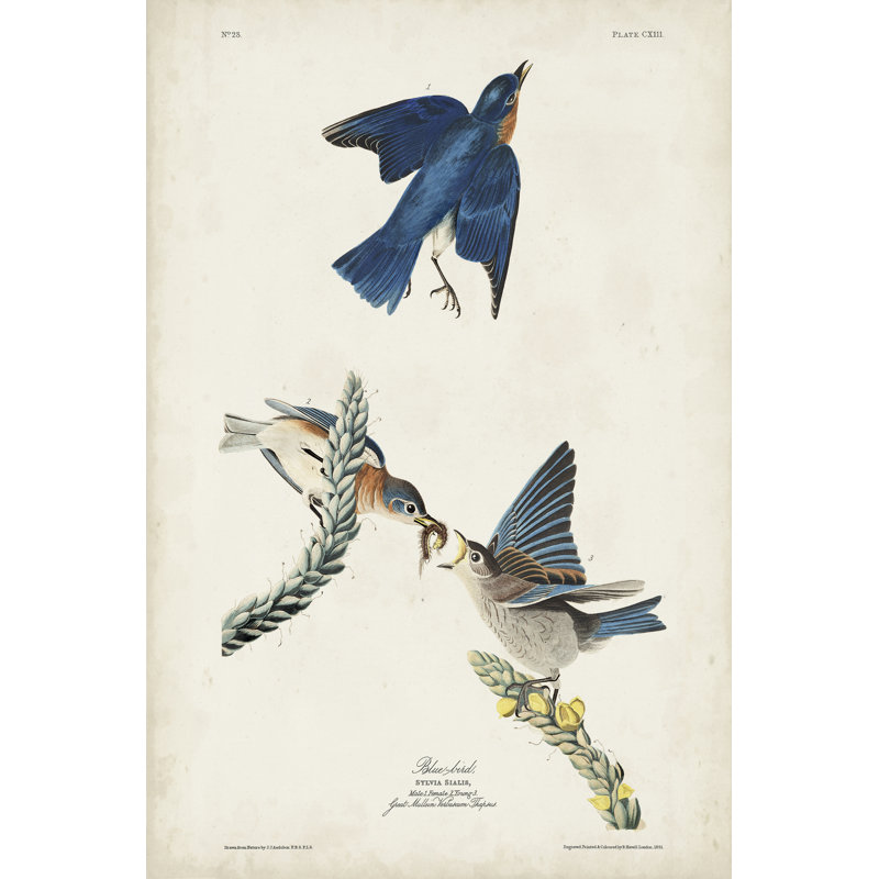 " Pl 113 Blue Bird " by James Audubon Painting Print, 12" H x 8" W