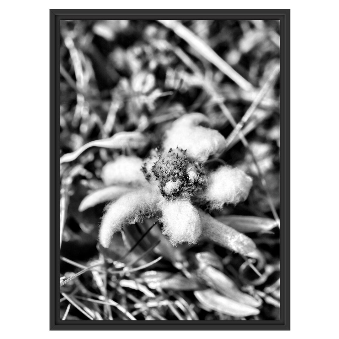 Gerahmter Fotodruck Fluffy White Flower