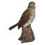 Statue sur pied songbird sur les souches