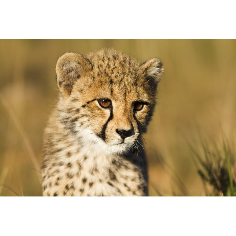 Cheetah Cub by JasonPrince - Wrapped Canvas Print, 61cm H x 91cm W