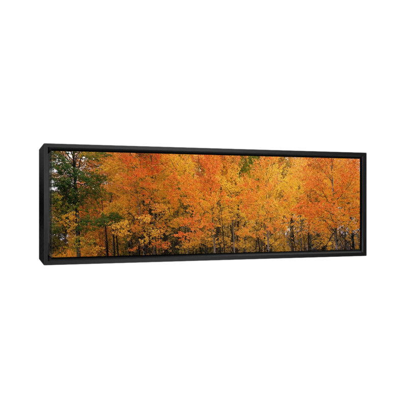« forest, jackson, jackson hole, teton county, wyoming », reproduction de photo sur toile, H 24 po x l 72 po x P 1,5 po