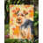 Black/Brown Welsh Terrier