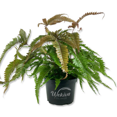 Tricolor Fern - Live Starter Plant in a Grower's Pot - Pteris Aspericaulis Tricolor - Exotic Textured Foliage for Your Garden