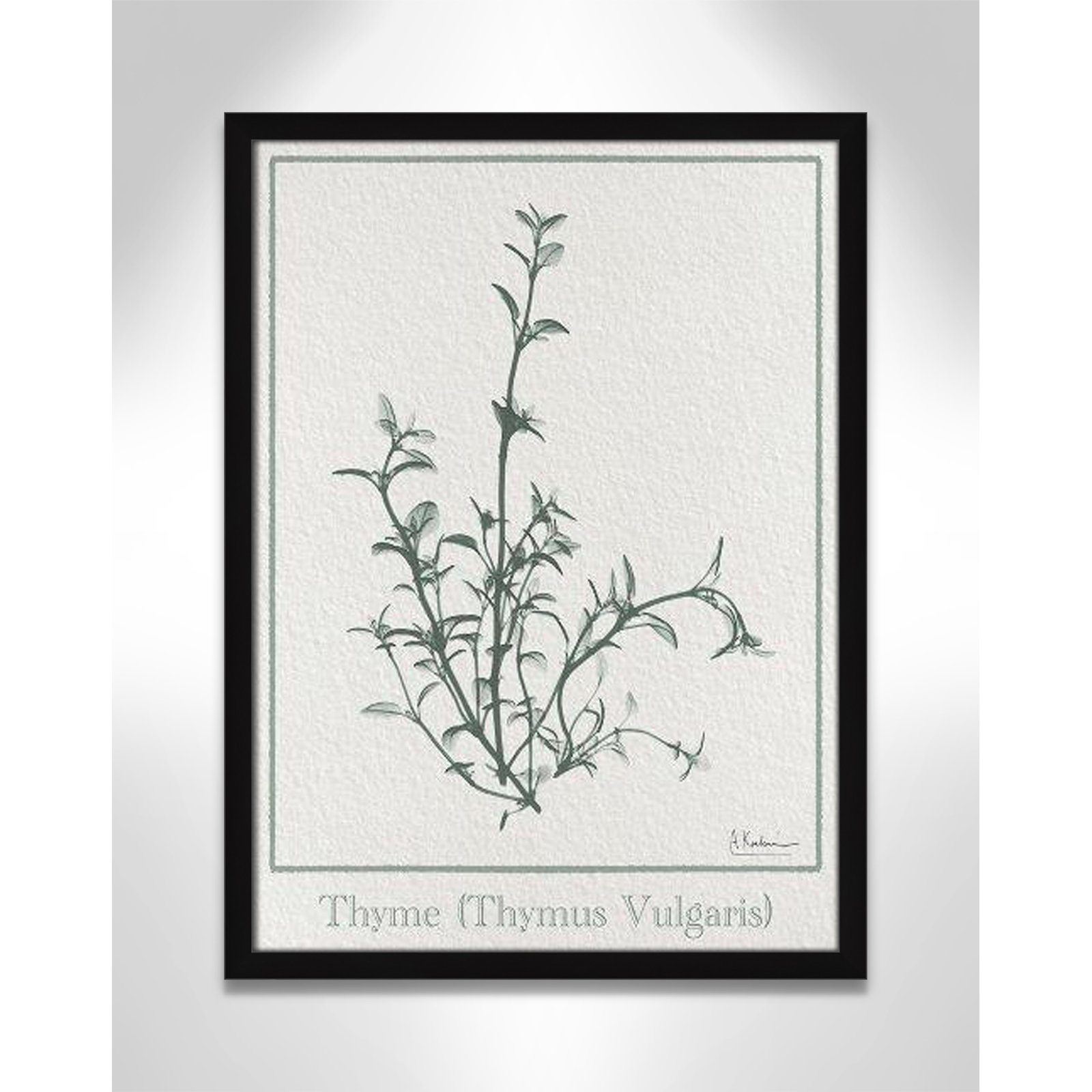 Jeanette "Thymus Vulgaris" Print, 23" H x 17" W x 1.25" D, Satin Black Framed Paper