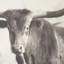 Texas Longhorns (lot de 2) par Debra Van Swearingen, reproduction d'art encadrée à la main